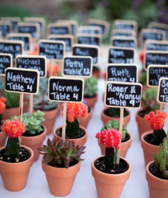 Plante succulente : Un cadeau original pour vos invités de mariage