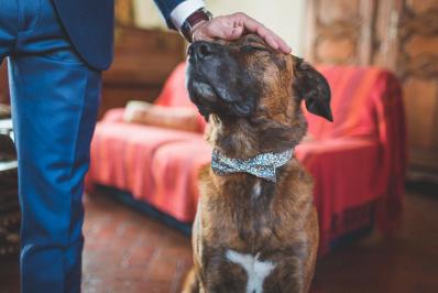 Photos chien mariage